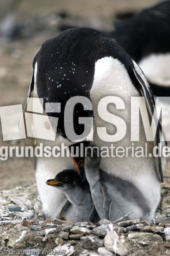 Eselspinguin (62 von 97).jpg